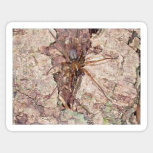 Callobius pictus or similar hacklemesh weaver spider Sticker